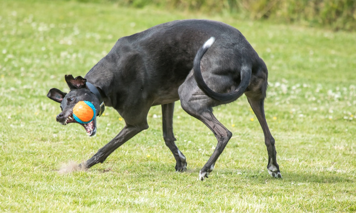 a dog running with a ball in its mouth