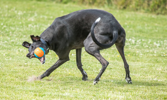 a dog running with a ball in its mouth