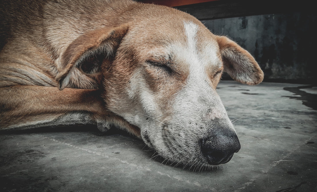 a dog sleeping on the ground