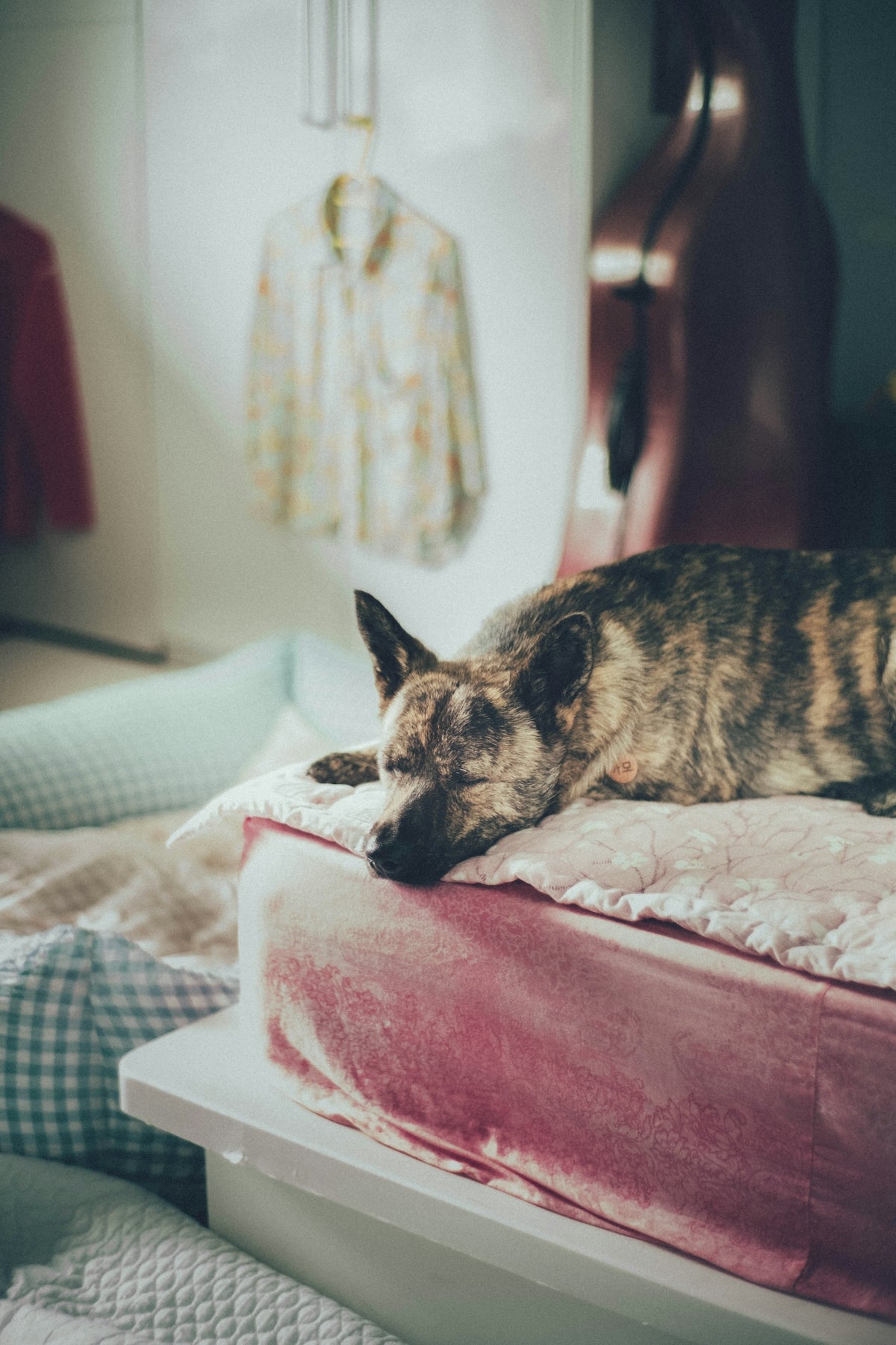 a dog sleeping on a bed