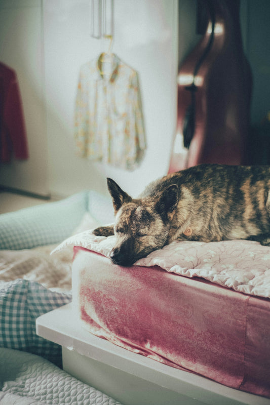 a dog sleeping on a bed