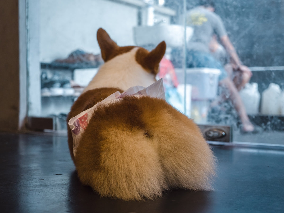 a cat looking at a fish tank