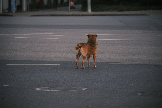 a dog standing in a parking lot