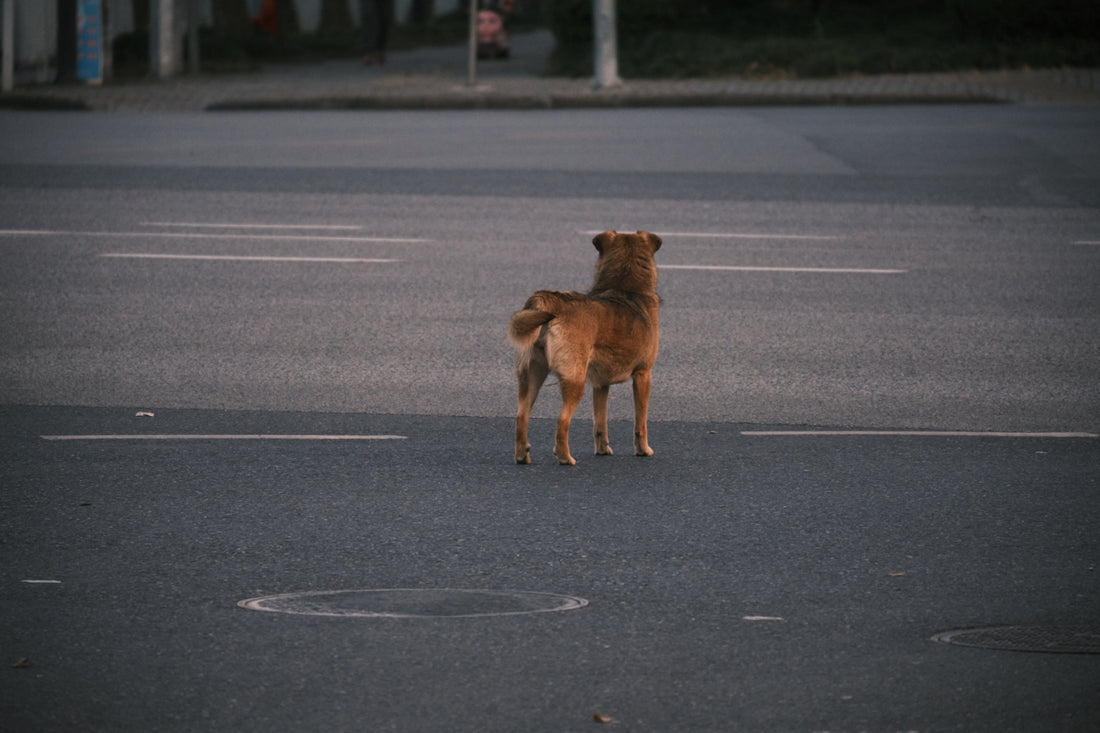 a dog standing in a parking lot