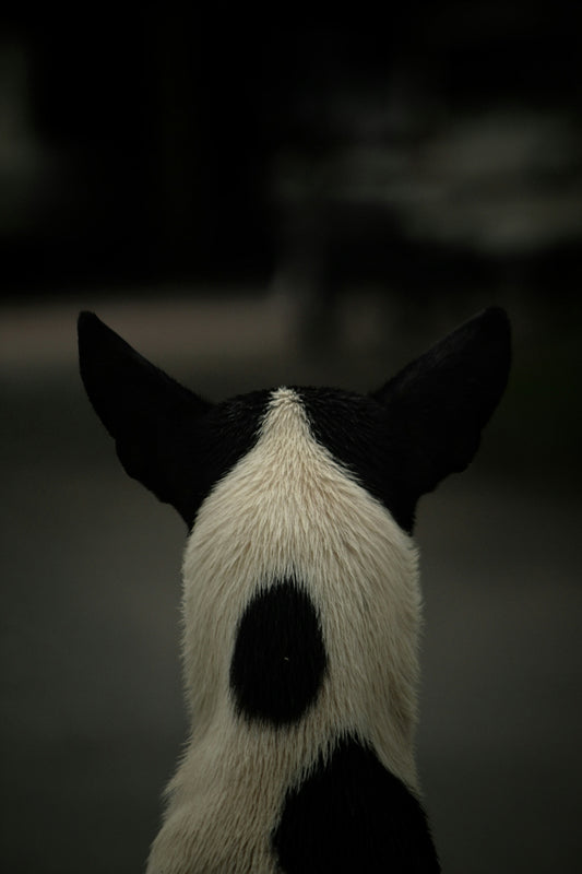 a black and white dog