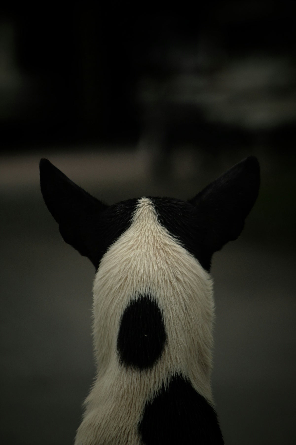 a black and white dog