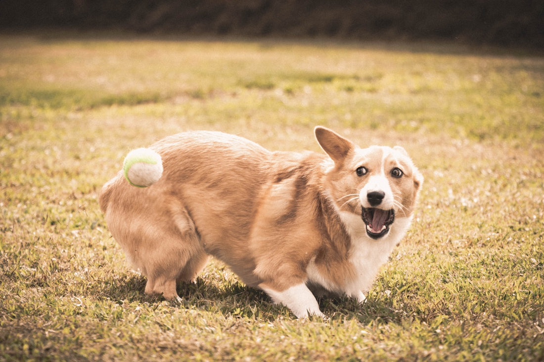 a dog running in a field