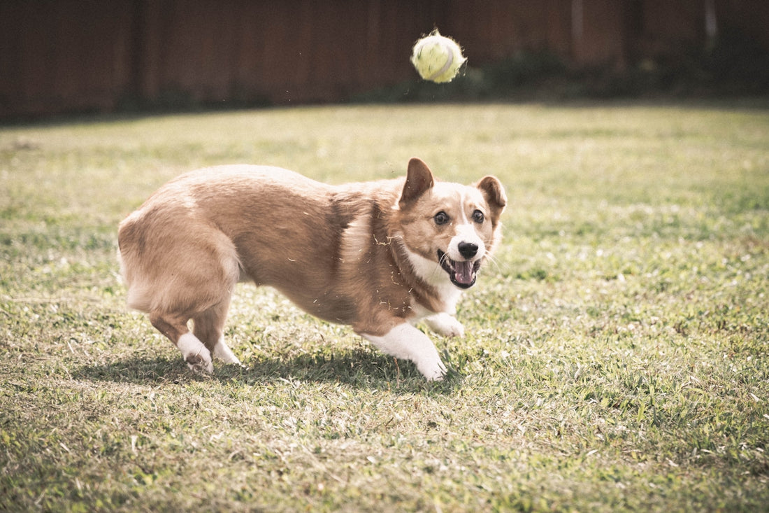 a dog running with a ball in its mouth