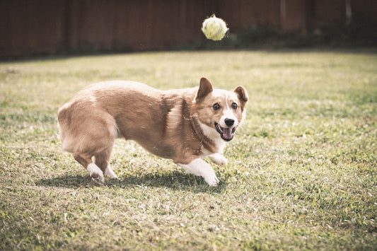 a dog running with a ball in its mouth