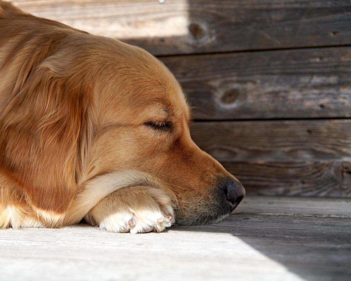 a dog sleeping on a bench