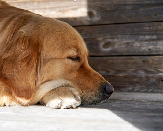 a dog sleeping on a bench