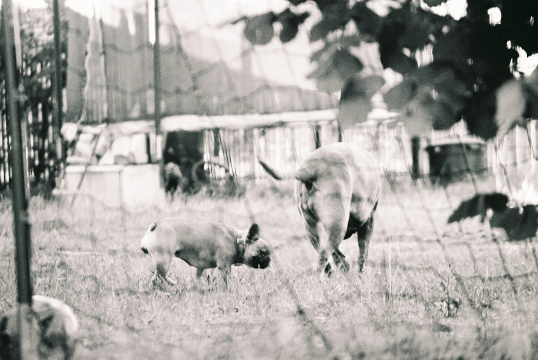 a group of sheep in a fenced in pasture