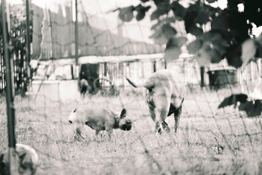 a group of sheep in a fenced in pasture