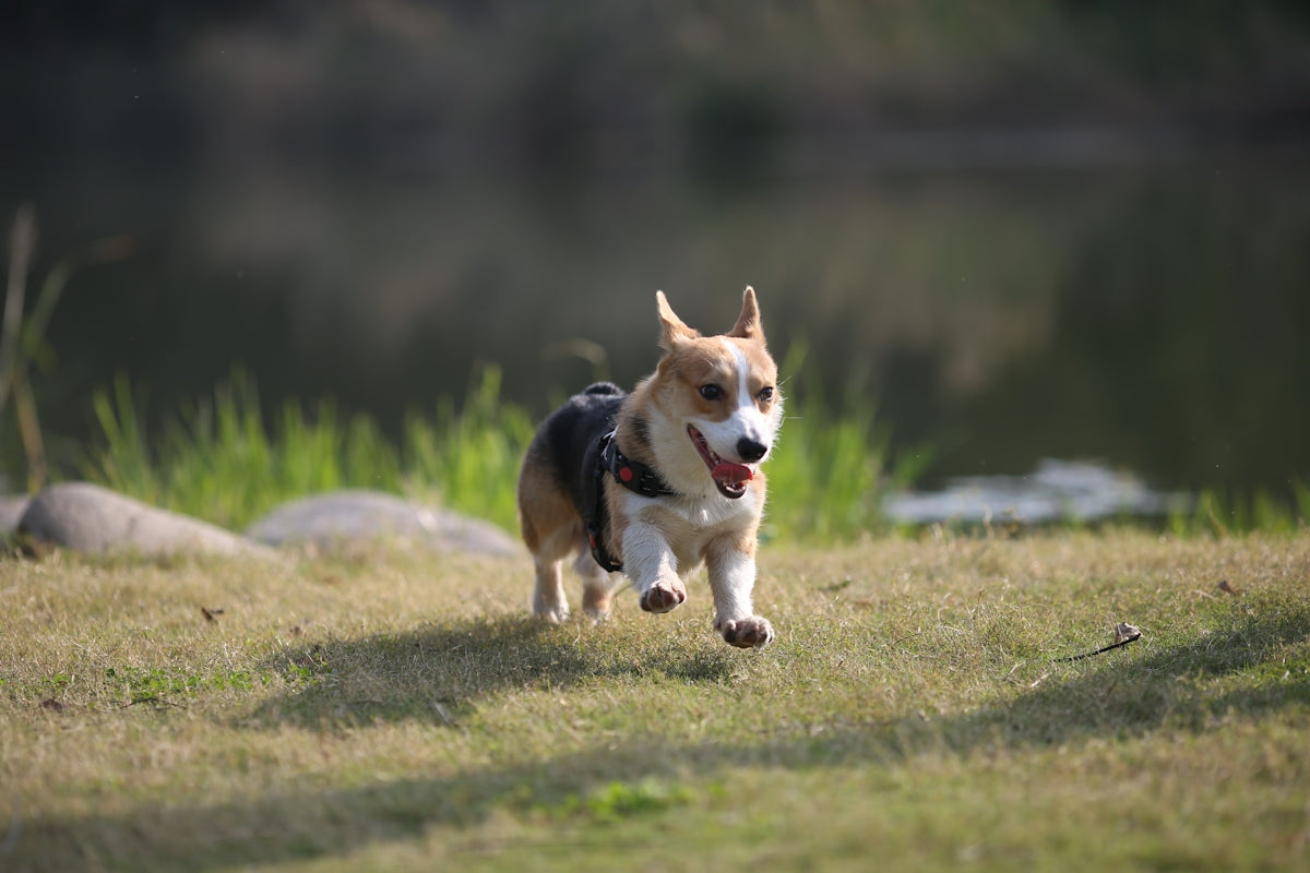 a dog running in a field
