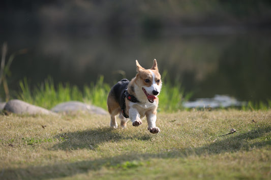 a dog running in a field