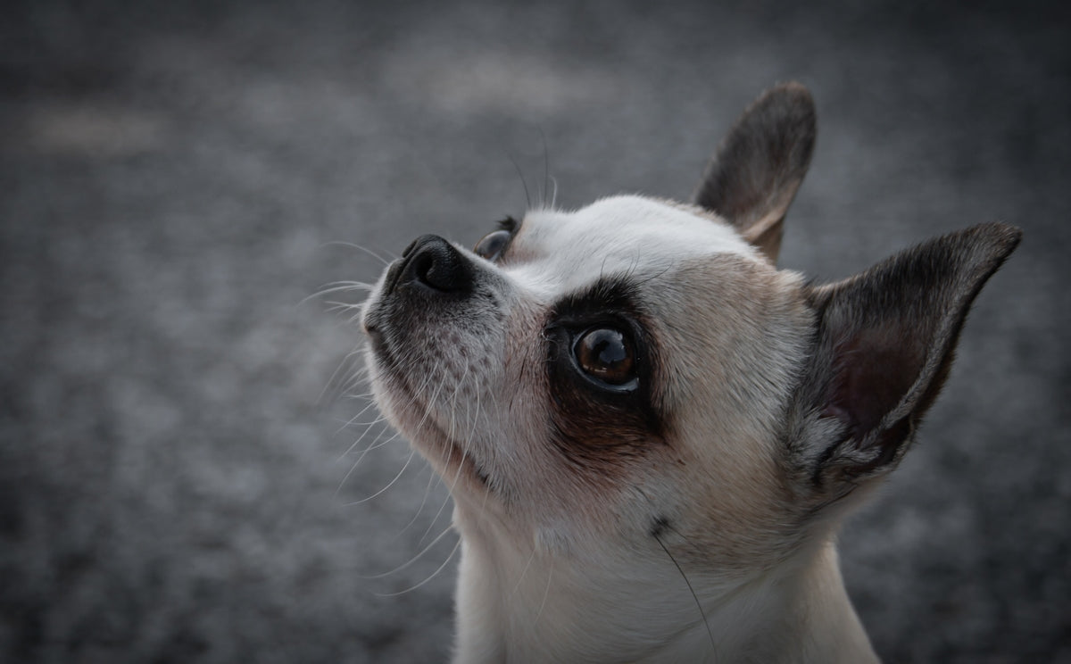 a dog looking up