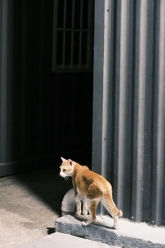 a cat walking on a rock