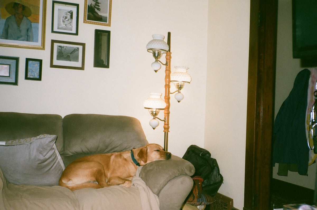 a dog lying on a couch