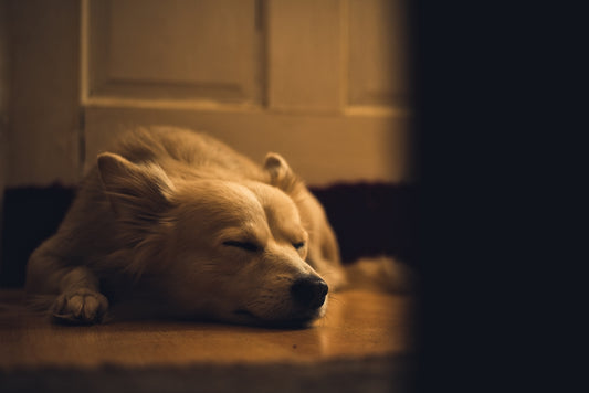 a dog lying on the floor