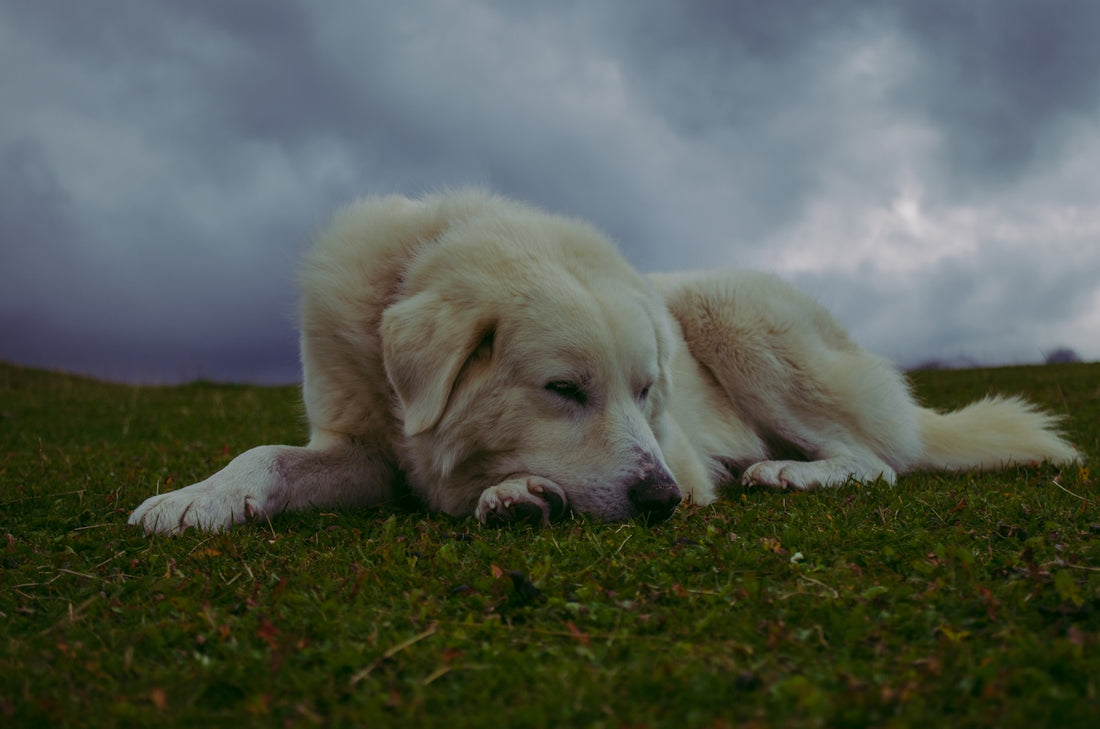 a dog lying on grass