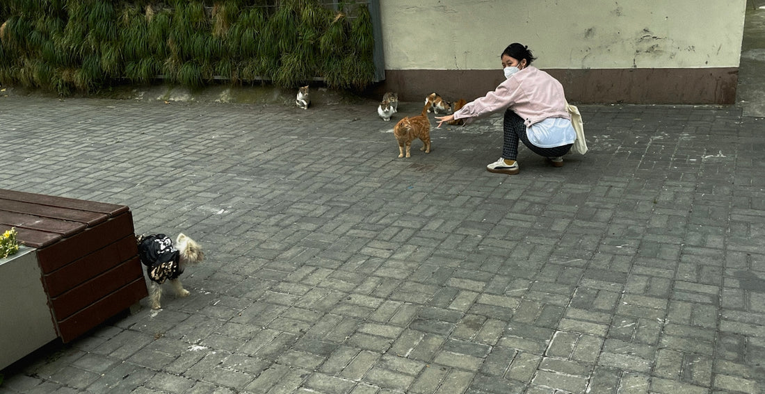 a person and dogs on a brick road