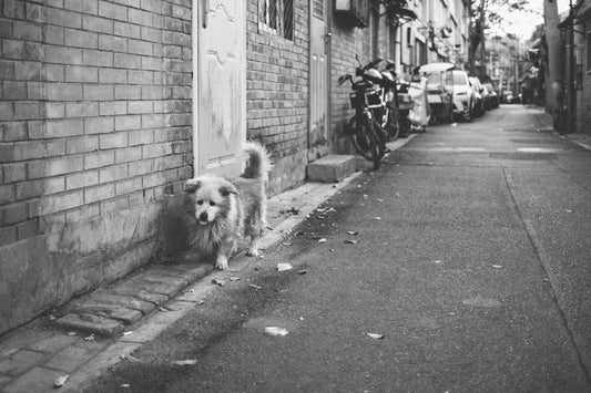 a dog walking on a sidewalk