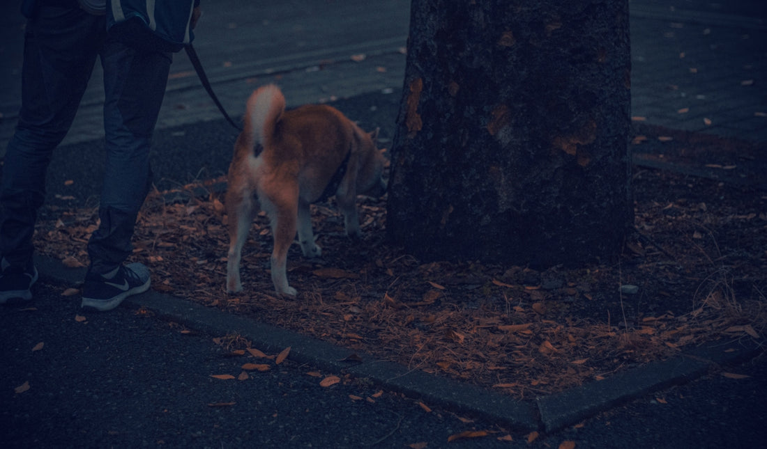 a dog on a leash