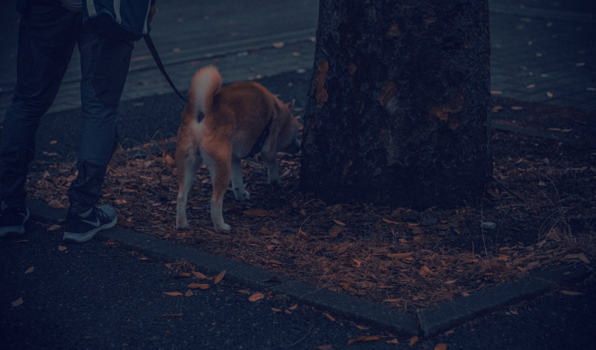 a dog on a leash