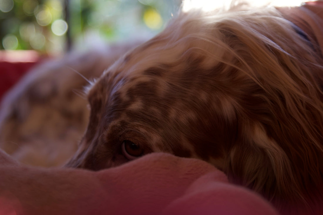 a close up of a dog