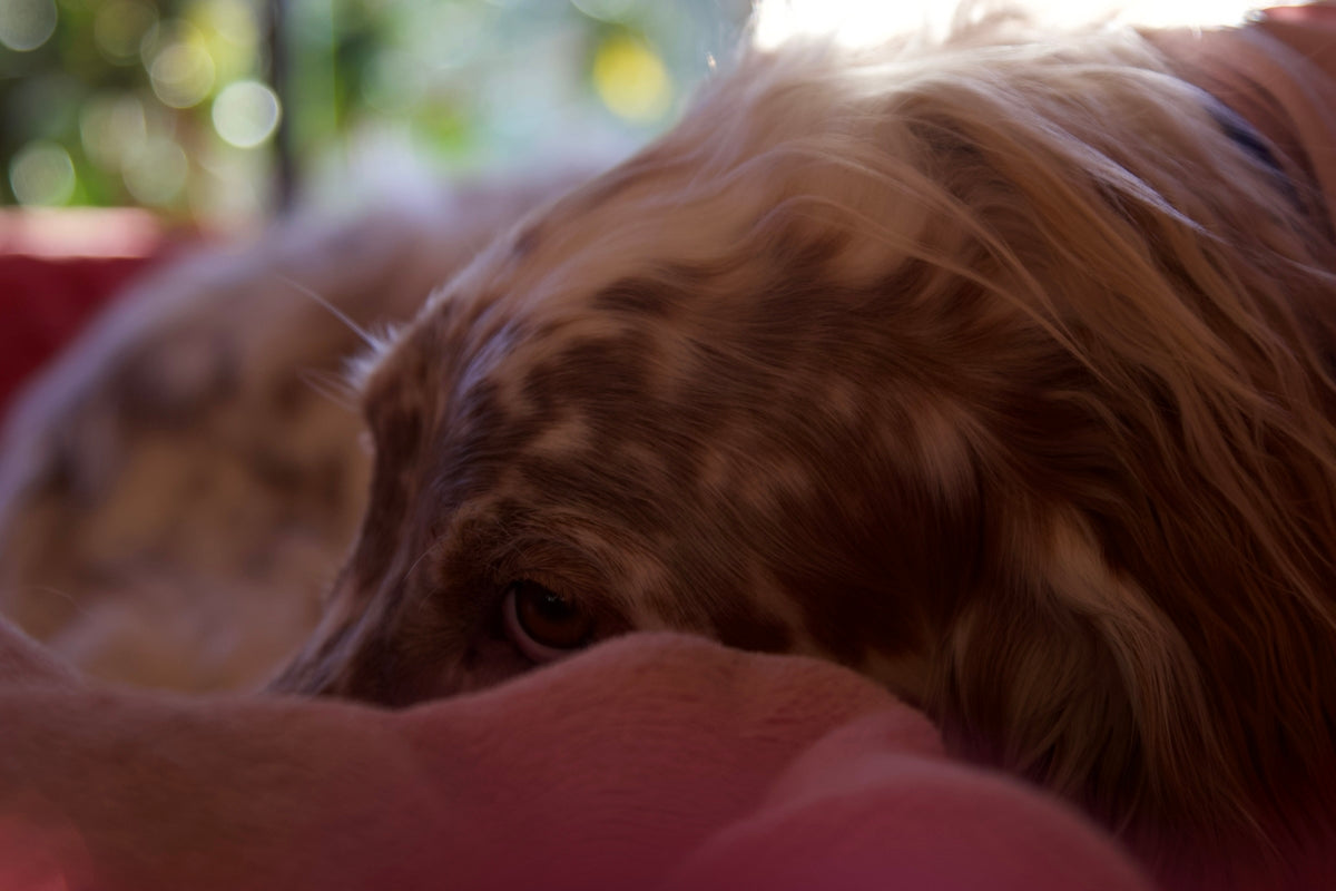 a close up of a dog