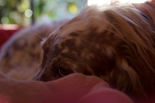 a close up of a dog
