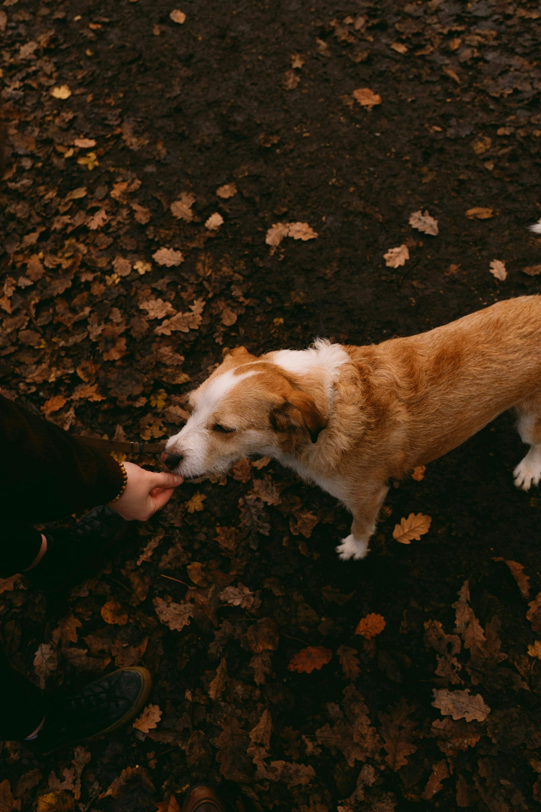 a brown and white dog standing next to a person