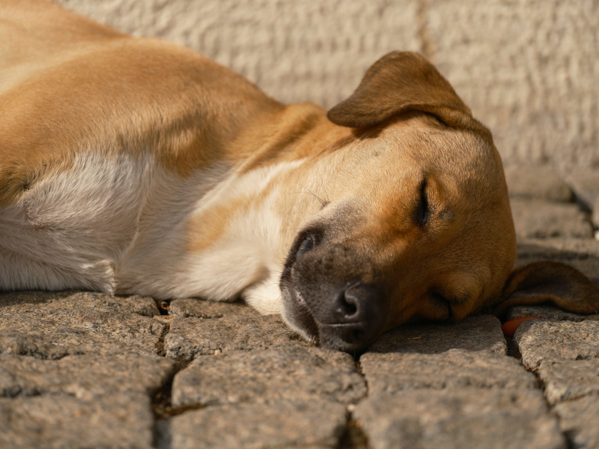 a dog is sleeping on the ground outside