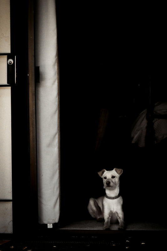 a small white dog sitting in a doorway