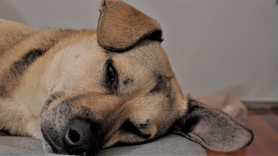 a close up of a dog sleeping on a couch