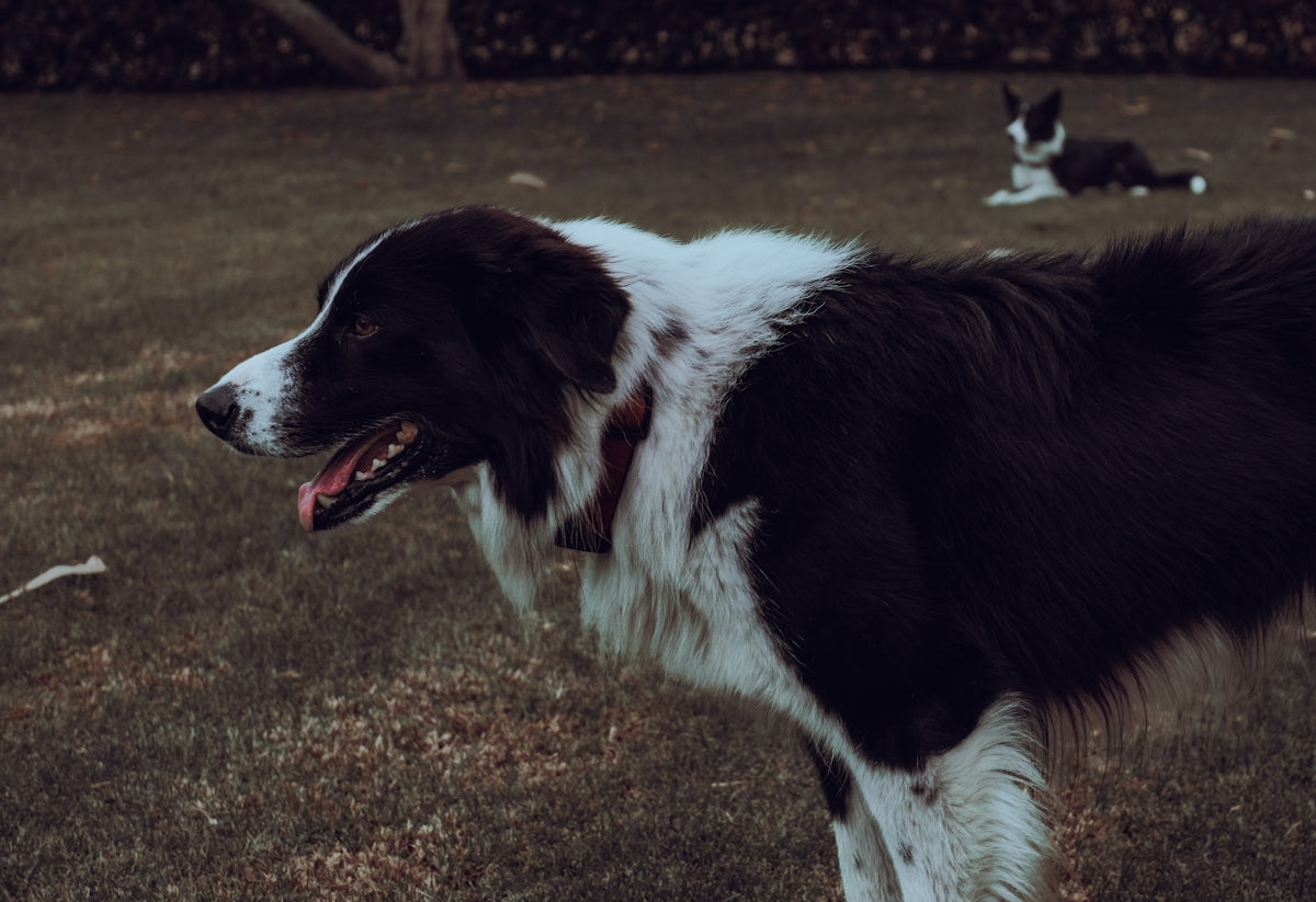a black and white dog standing on top of a grass covered field