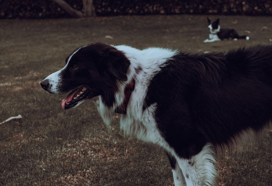 a black and white dog standing on top of a grass covered field