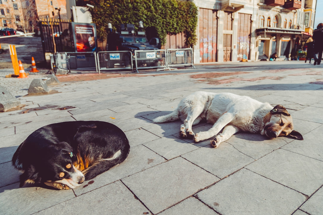 a couple of dogs laying on top of a sidewalk