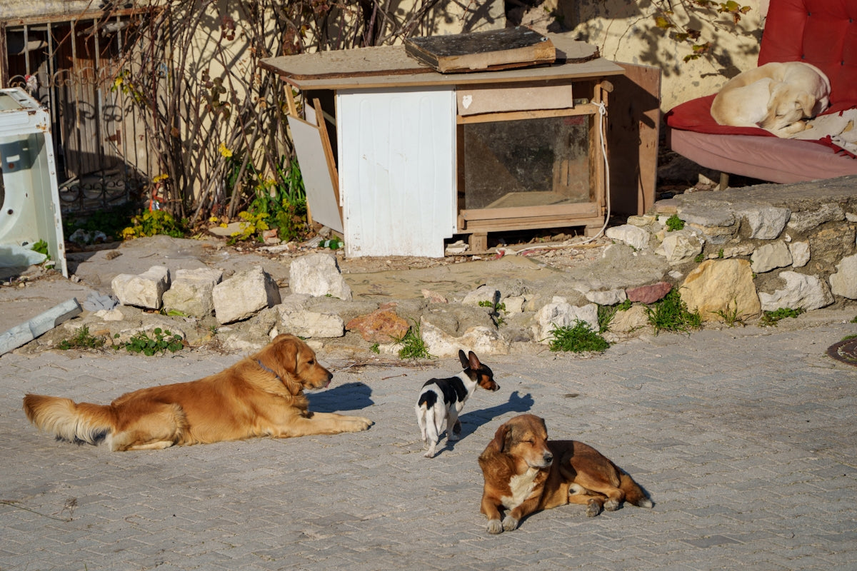 a group of dogs laying on the ground