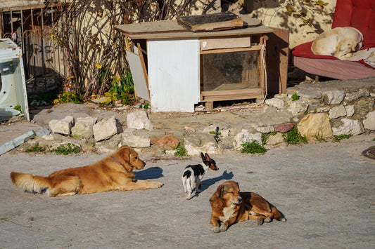 a group of dogs laying on the ground