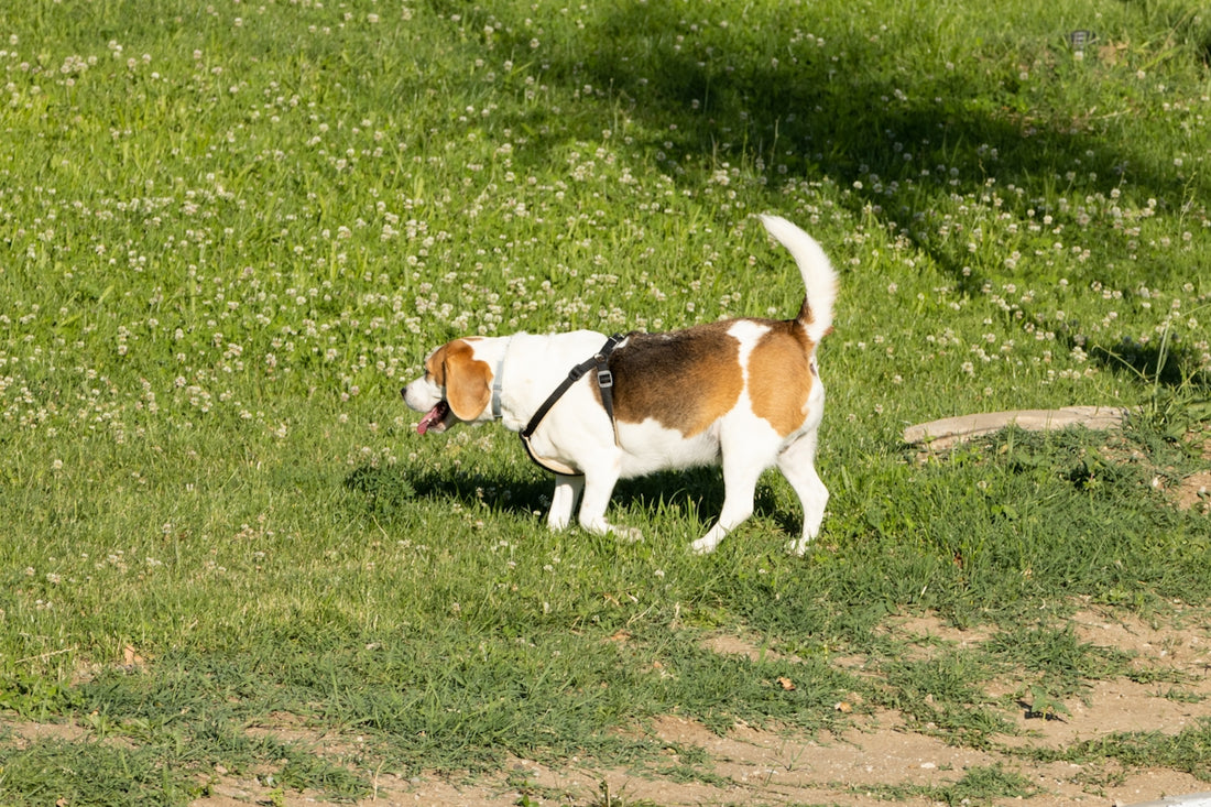 a brown and white dog walking across a lush green field