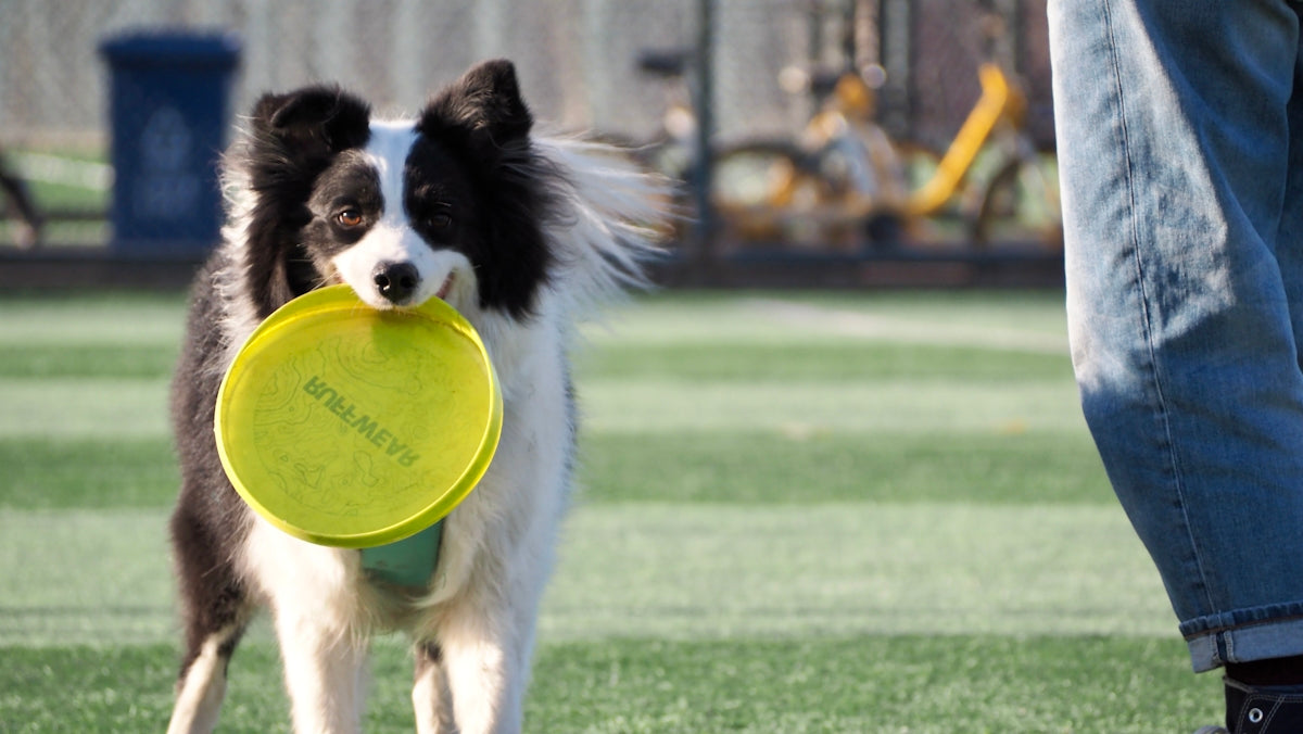 a black and white dog holding a yellow frisbee