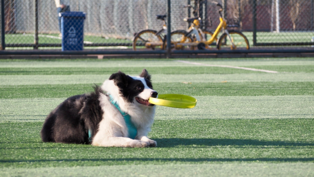 a black and white dog with a frisbee in its mouth