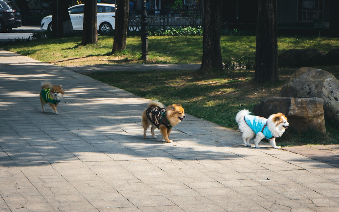 two small dogs wearing vests walking down a sidewalk