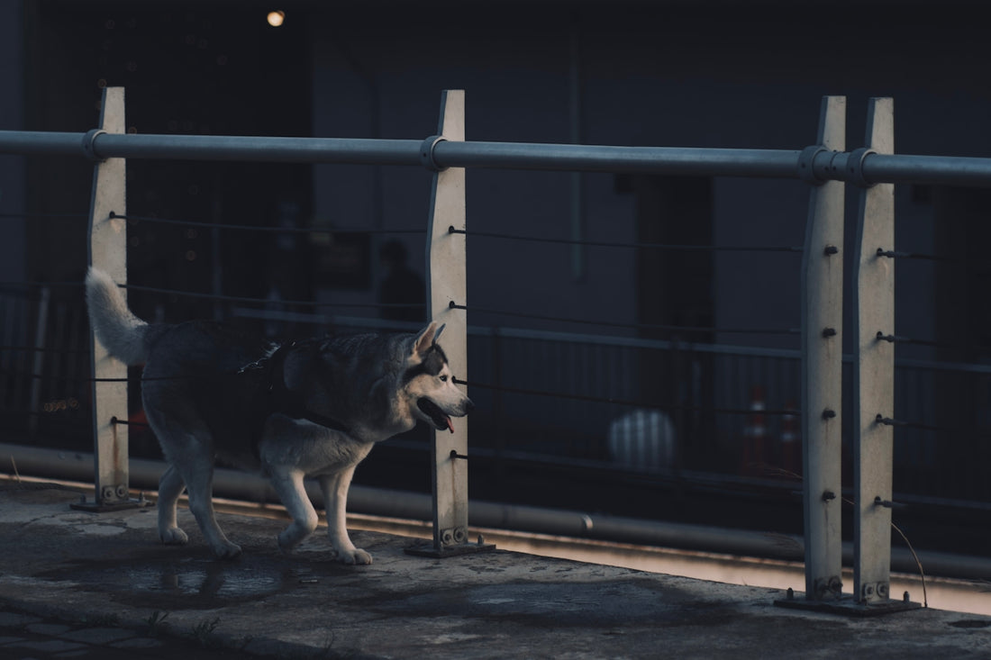 a dog standing on a sidewalk next to a fence