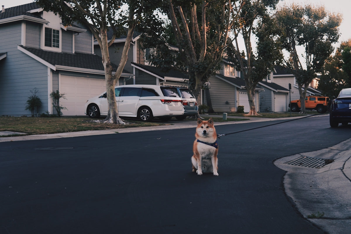 a dog standing in the middle of a street