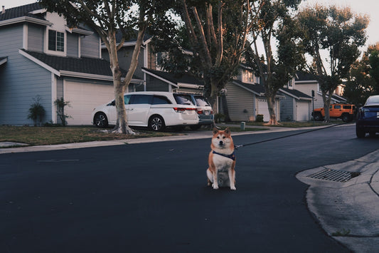 a dog standing in the middle of a street