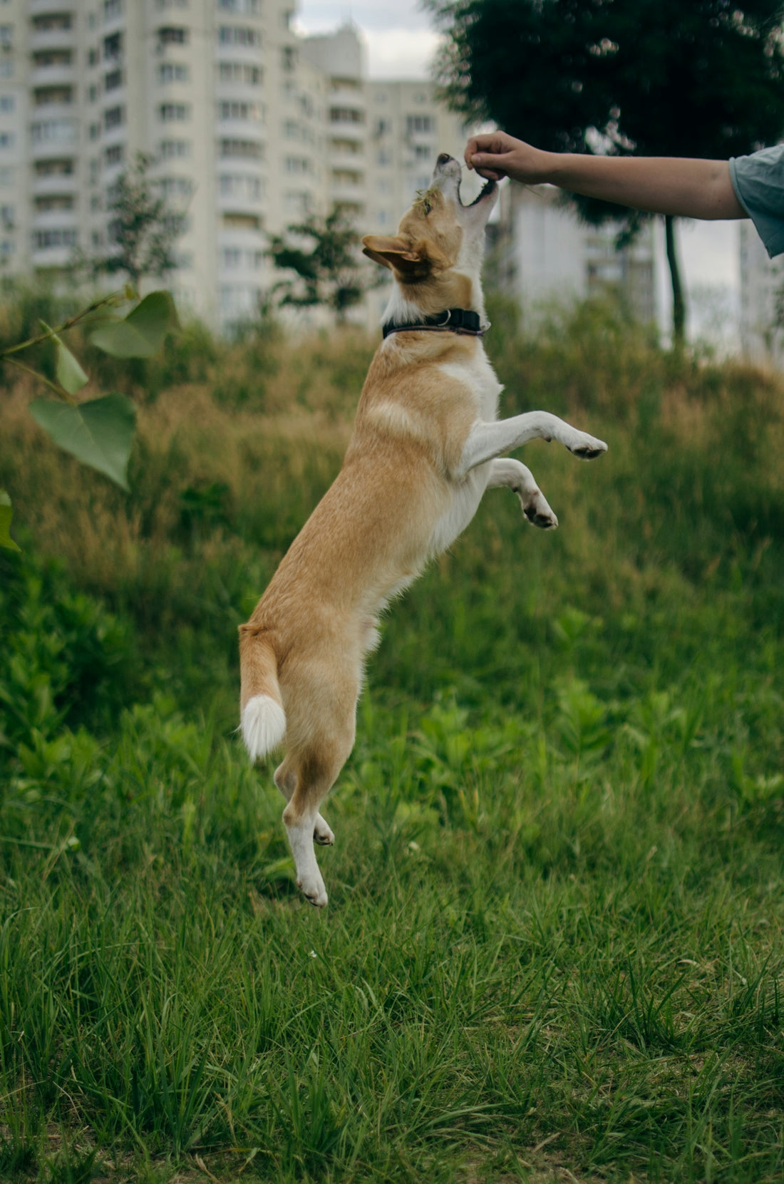 a dog jumping in the air to catch a frisbee