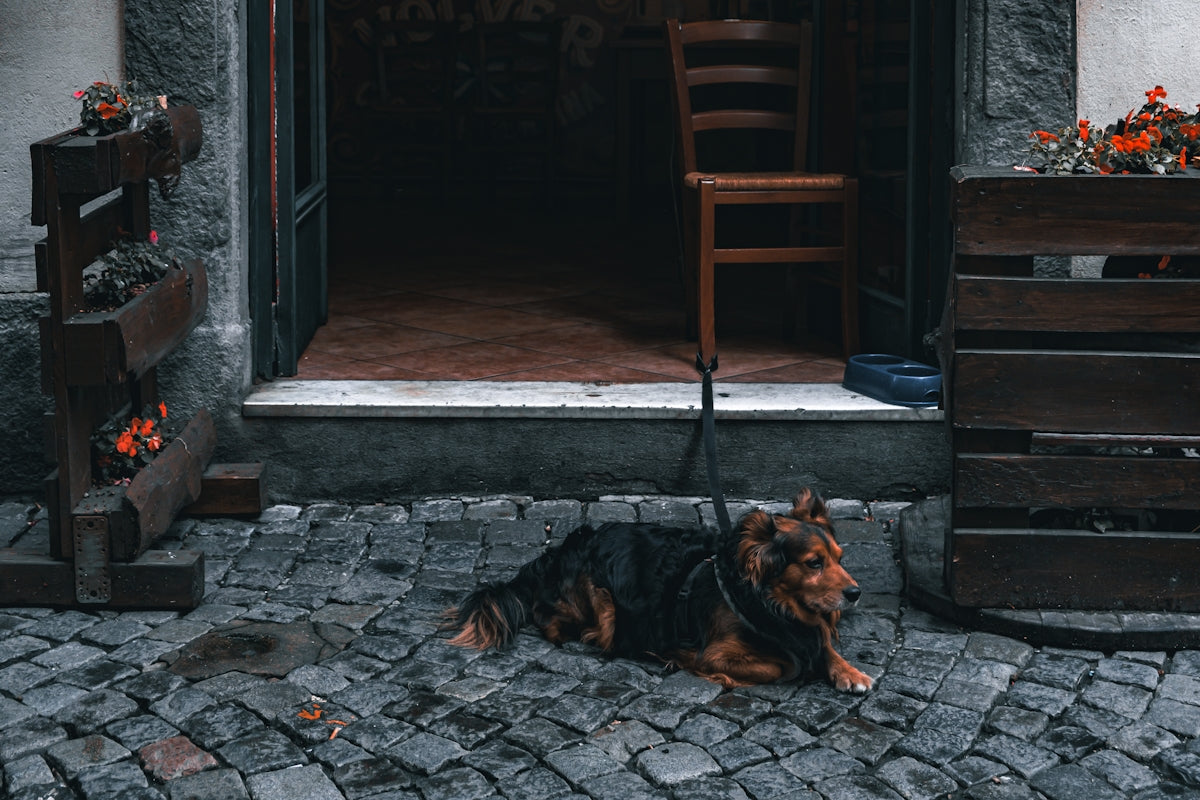a dog laying on the ground in front of a building