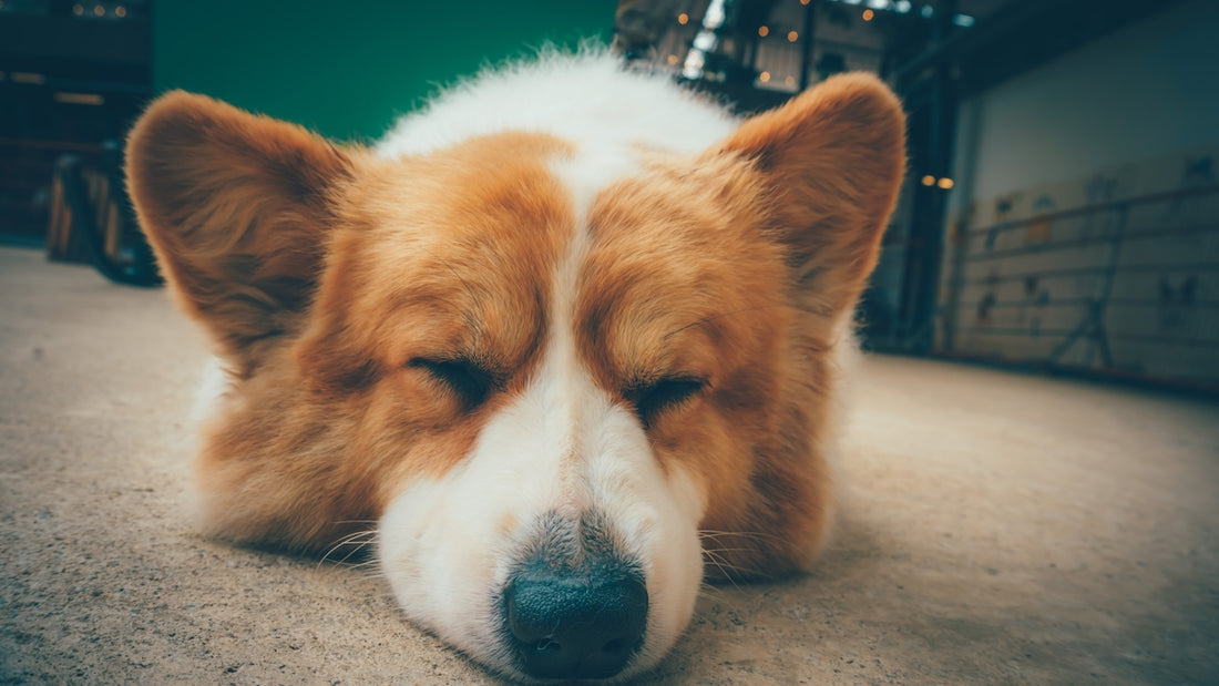 a close up of a dog laying on the ground